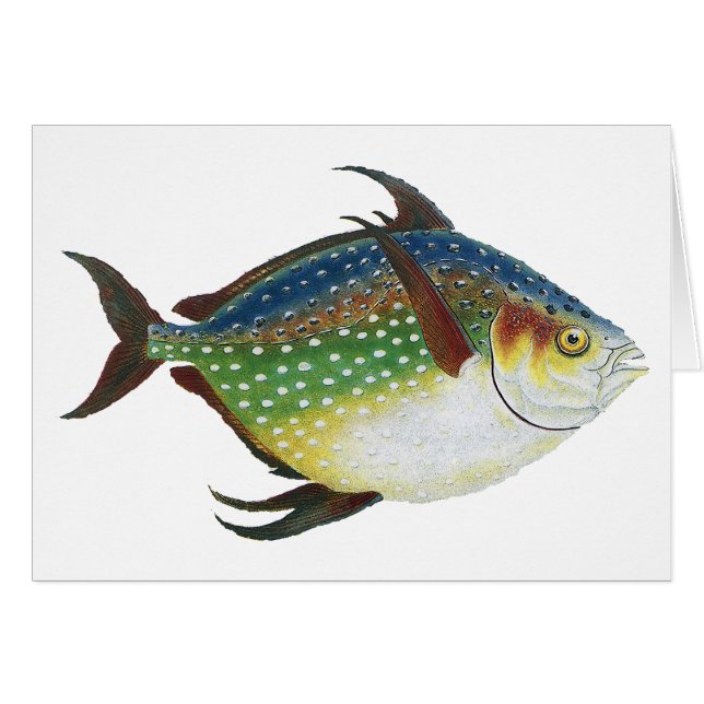 Poisson Opah tropical, animal aquatique marin Vint (Devant horizontal)