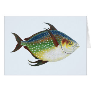 Poisson Opah tropical, animal aquatique marin Vint