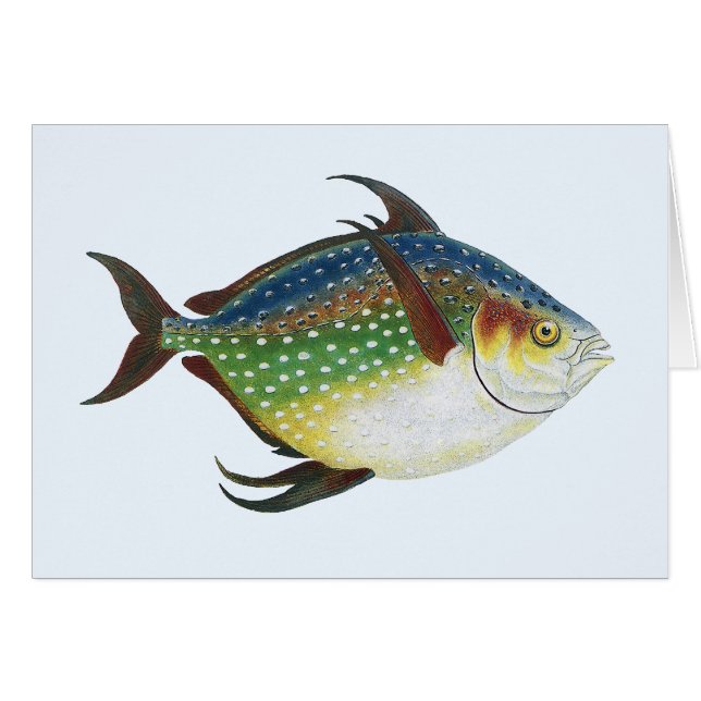 Poisson Opah tropical, animal aquatique marin Vint (Devant horizontal)
