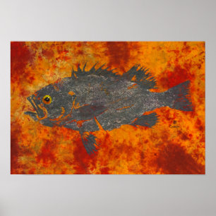 Poisson-roche moulu - affiche de 19 po x 13 po