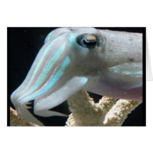 Poisson-seigle lumineux