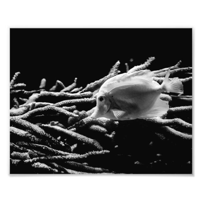 Poisson Tang Jaune avec corail - Photo Imprimer (Devant)