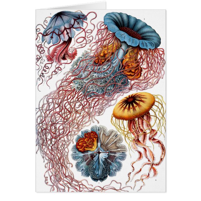 Poisson vintage par Ernst Haeckel, Discomedusae (Devant)
