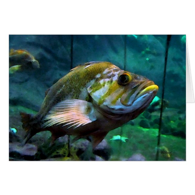 Poissons (Devant horizontal)