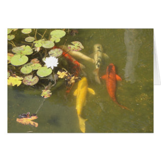 Poissons de Koi avec le lis dans un étang