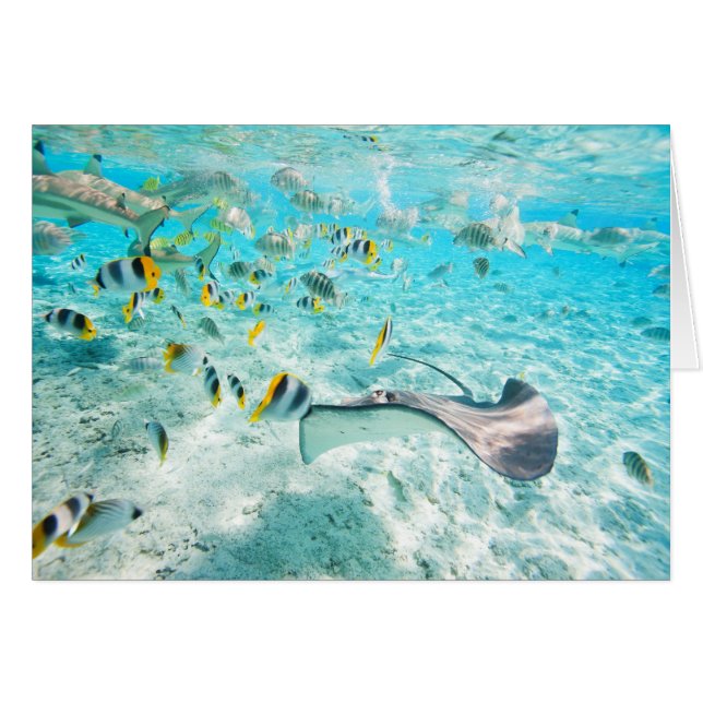 Poissons tropicaux (Devant horizontal)