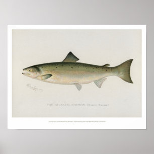 Poissons vintages - saumon atlantique - affiche