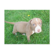 POIVRE DE PITBULL DANS LA CARTE POSTALE GRASS