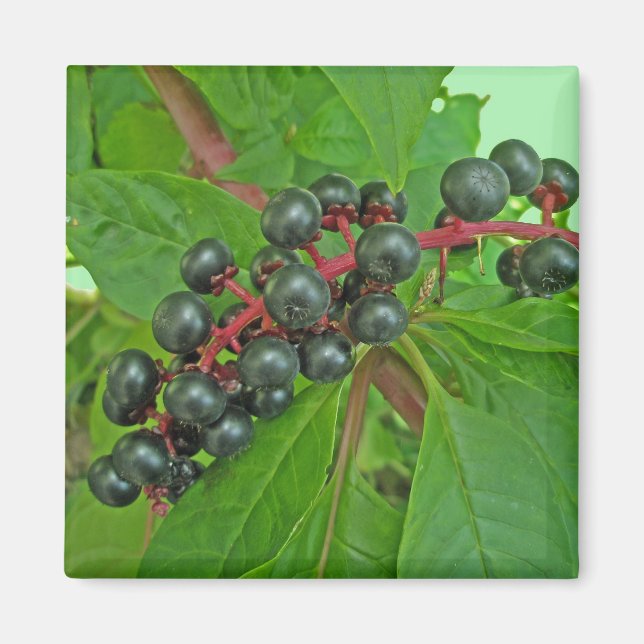 Pokeweed Berries Magnet (Vorne)