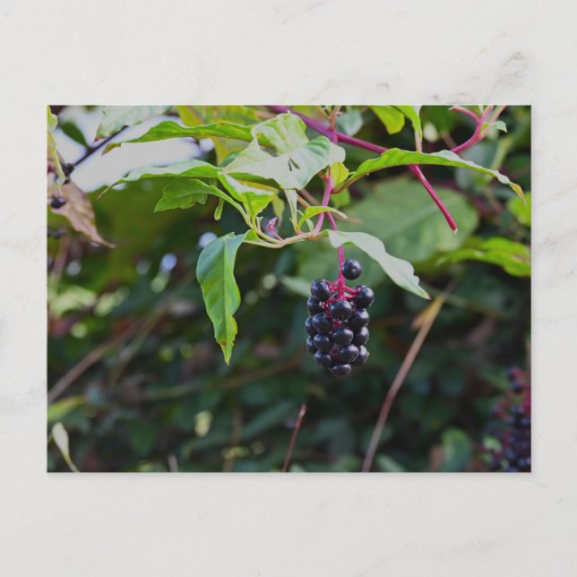 Pokeweed Berries Postcard Postkarte (Vorderseite)