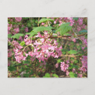 Pokey's Pink in der Park-Postkarte Postkarte