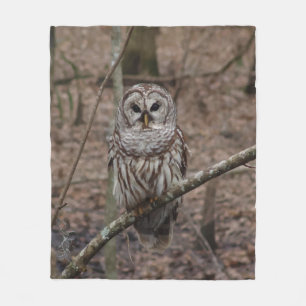 Polaire Hibou barré dans la couverture d'ouatine d'image