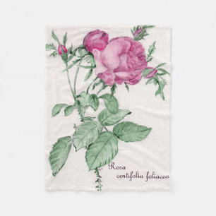 Polaire Rosa Centifolia Foliacea Jetée de couverture