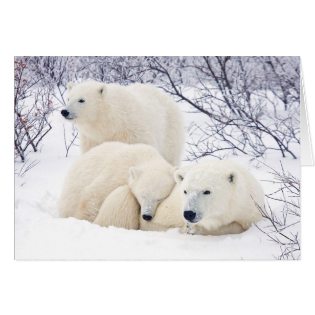Polar Bären weiblich und zwei Bären 3 (Vorderseite (Horizontal))