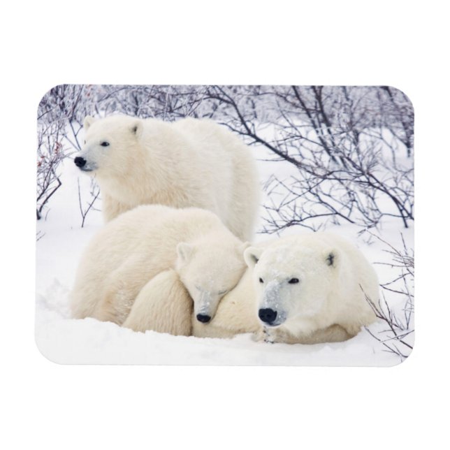Polar Bären weiblich und zwei Bären 3 Magnet (Horizontal)