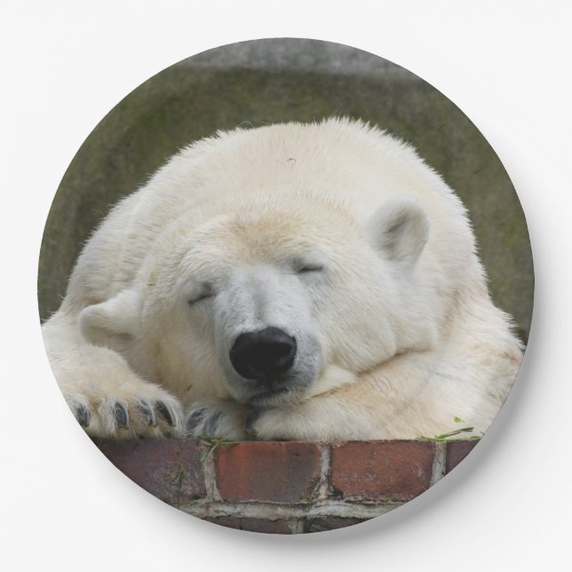 Polar_Bear_2015_0301 Pappteller (Vorderseite)