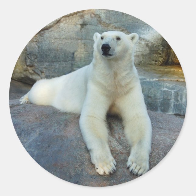 Polar Bear Aufkleber (Vorderseite)