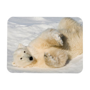 Polar Bear bei Hudson Bay Magnet
