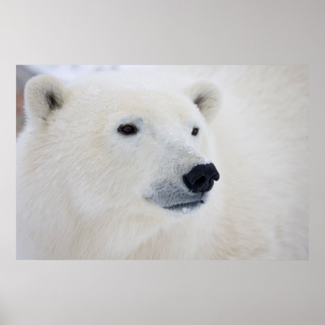Polar Bear Churchill Poster (Vorne)