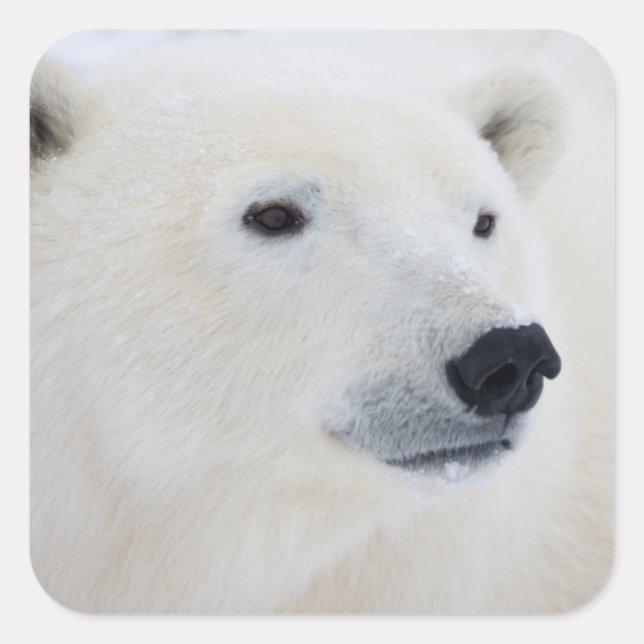 Polar Bear Churchill Quadratischer Aufkleber (Vorderseite)