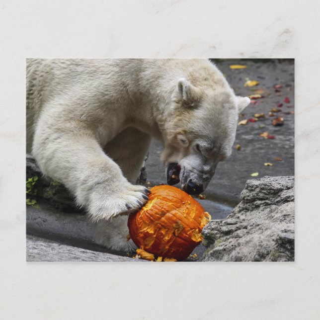 Polar Bear Ess a Pumpkin Postkarte (Vorderseite)