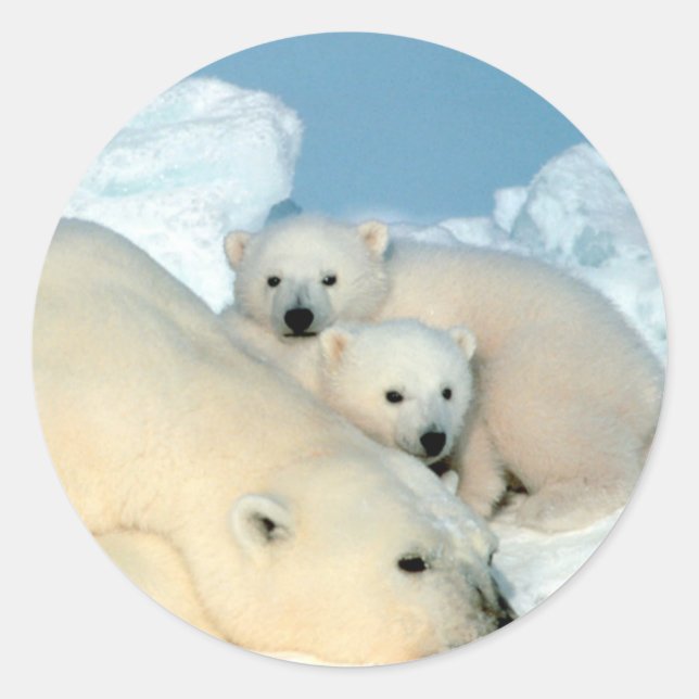 Polar Bear Family Runder Aufkleber (Vorderseite)