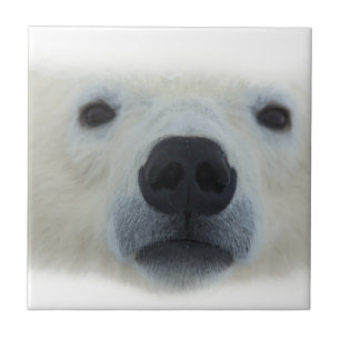Polar Bear Fliese
