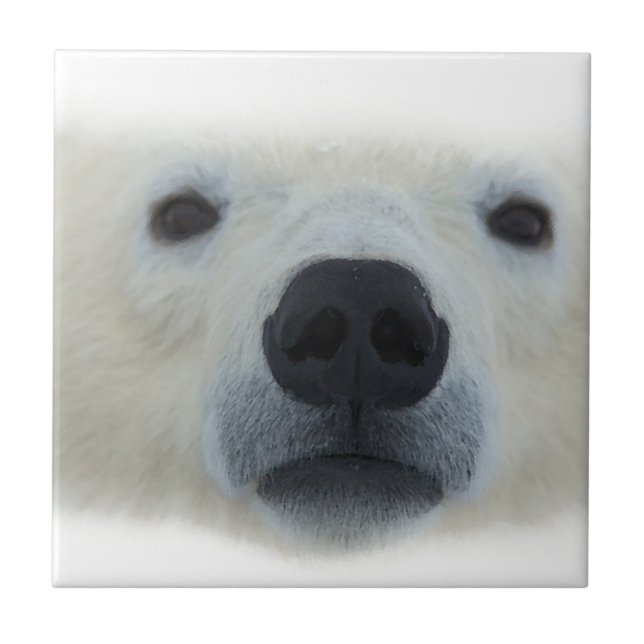 Polar Bear Fliese (Vorderseite)