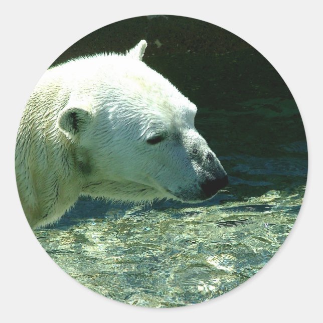 Polar Bear Foto Runder Aufkleber (Vorderseite)