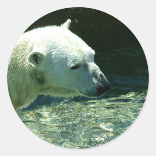 Polar Bear Foto Runder Aufkleber