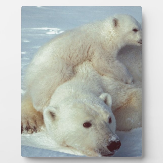 Polar Bear Fotoplatte (Vorderseite)