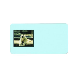 Polar Bear Labels Adressaufkleber