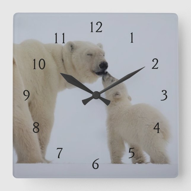 Polar Bear Mother with Cub Quadratische Wanduhr (Vorderseite)
