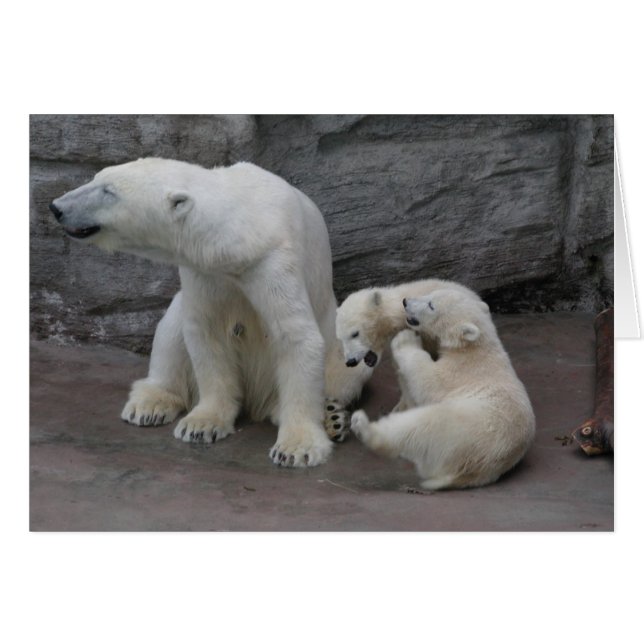 Polar Bear Mum und Cubs (Vorderseite (Horizontal))