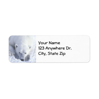Polar Bear Nickerchen