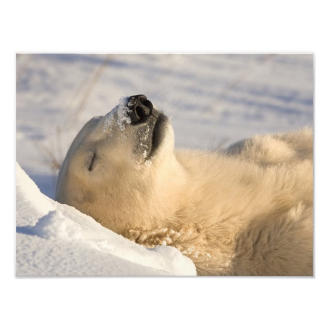 Polar Bear Nickerchen Fotodruck (Vorne)