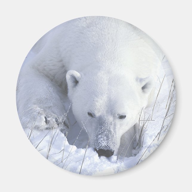 Polar Bear Nickerchen Magnet (Vorne)