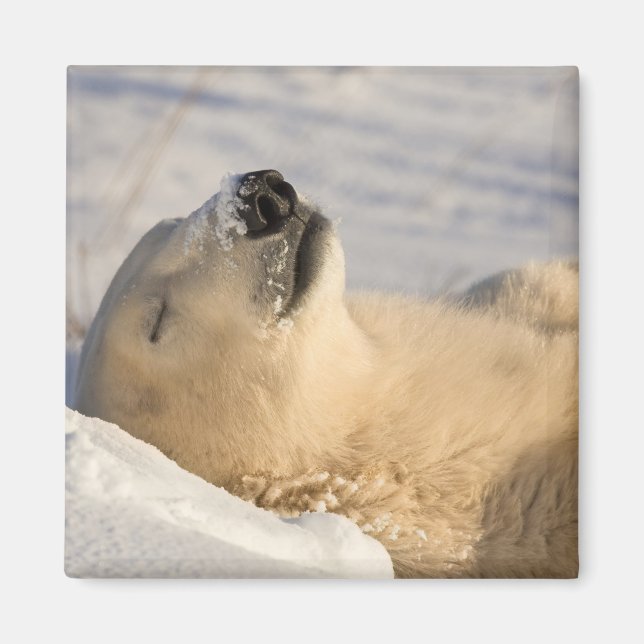 Polar Bear Nickerchen Magnet (Vorne)