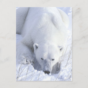 Polar Bear Nickerchen Postkarte