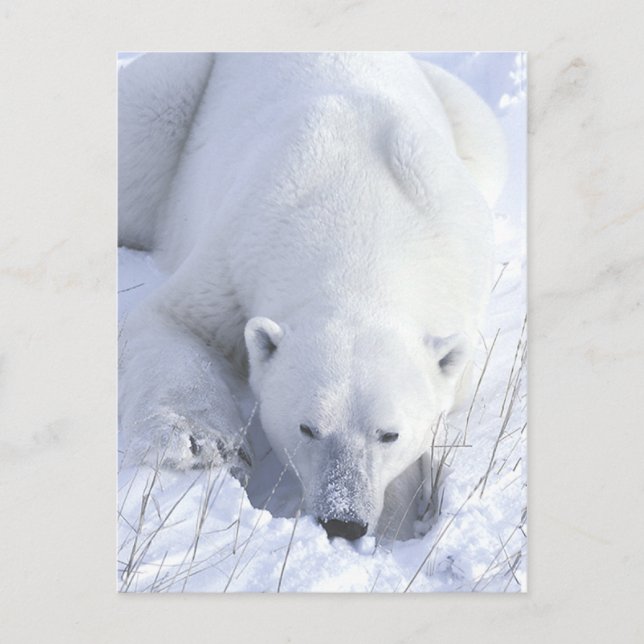 Polar Bear Nickerchen Postkarte (Vorderseite)