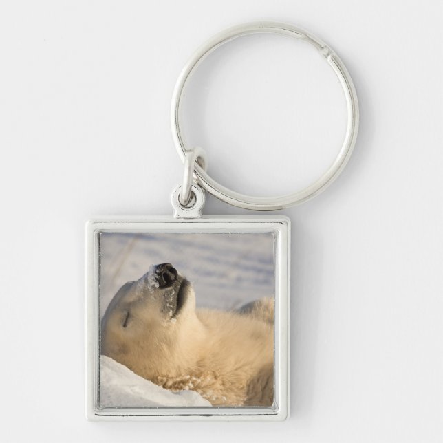 Polar Bear Nickerchen Schlüsselanhänger (Vorne)