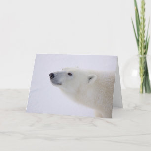 Polar Bear Portrait Feiertagskarte