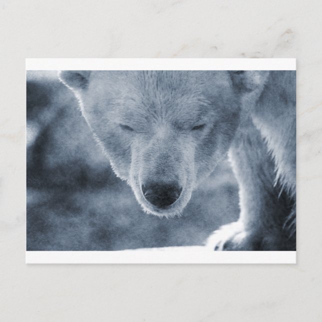 Polar Bear Portrait Postkarte (Vorderseite)