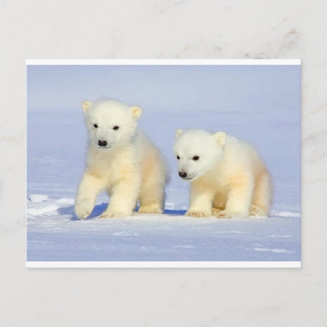 Polar Bear Postcard Postkarte (Vorderseite)