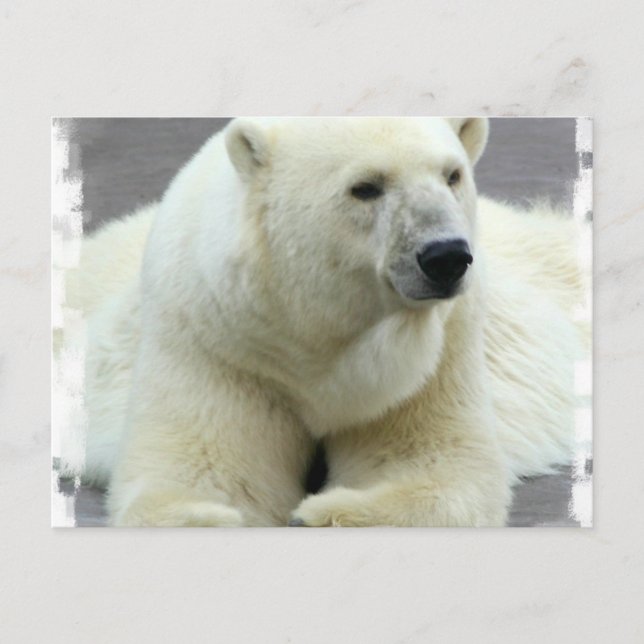 Polar Bear Postcard Postkarte (Vorderseite)