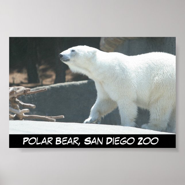 Polar Bear Poster (Vorne)