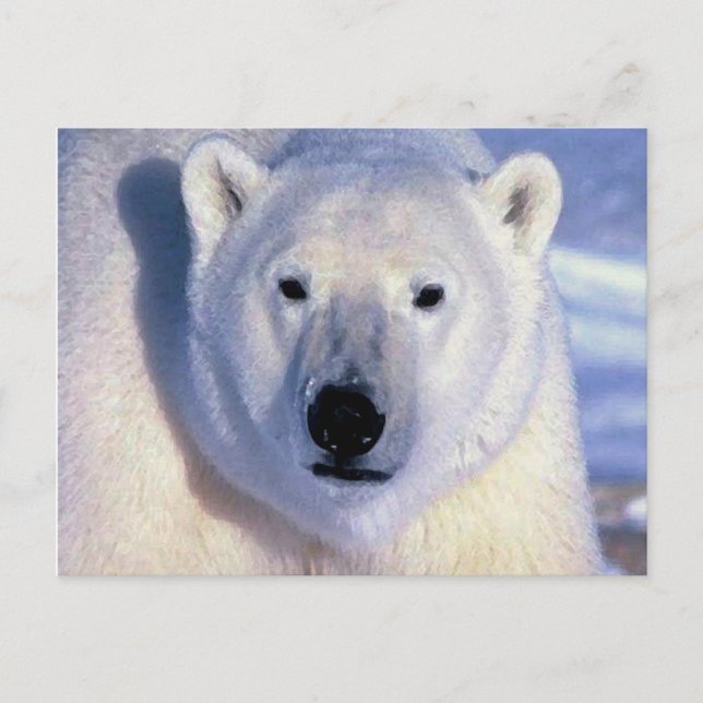 Polar Bear Postkarte (Vorderseite)