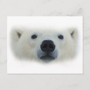 Polar Bear Postkarte