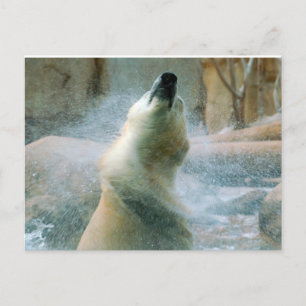 Polar Bear Postkarte