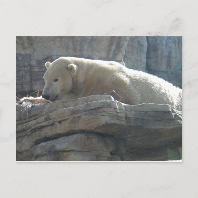 Polar Bear Postkarte (Vorderseite)